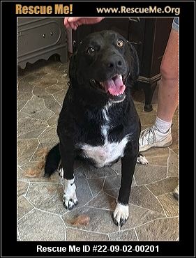 - Pennsylvania Border Collie Rescue - ADOPTIONS - Rescue Me!