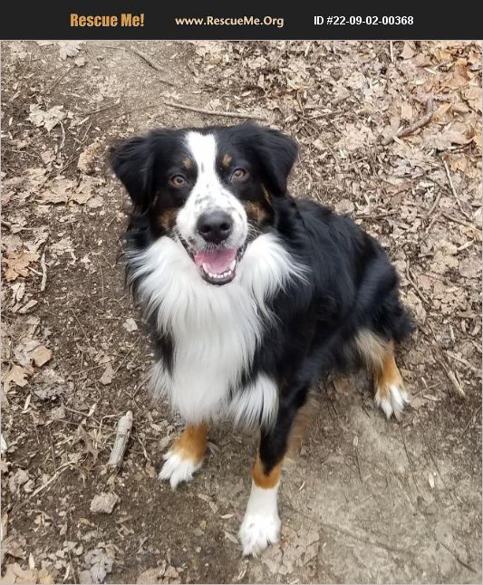 ADOPT 22090200368 ~ Australian Shepherd Rescue ~ Atglen, PA