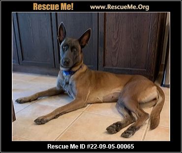 - Florida Belgian Malinois Rescue - ADOPTIONS - Rescue Me!