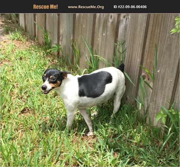 ADOPT 22090600406 ~ Rat Terrier Rescue ~ Palm Bay, FL