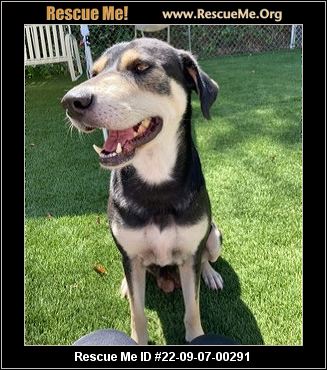 Missouri Rescue - Missouri Dog Rescue - ADOPTIONS - Rescue Me!