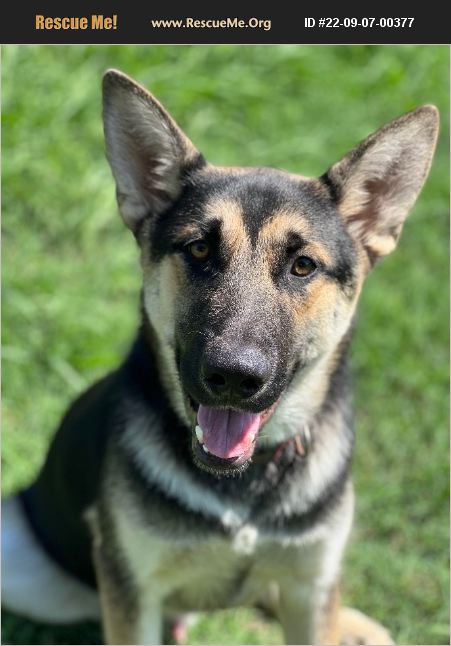 ADOPT 22090700377 ~ German Shepherd Rescue ~ Gainesville, TX