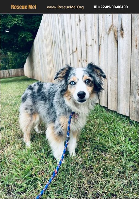 ADOPT 22090800490 ~ Australian Shepherd Rescue ~ Spindale, NC