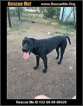 - Texas German Shorthaired Pointer Rescue - ADOPTIONS - Rescue Me!