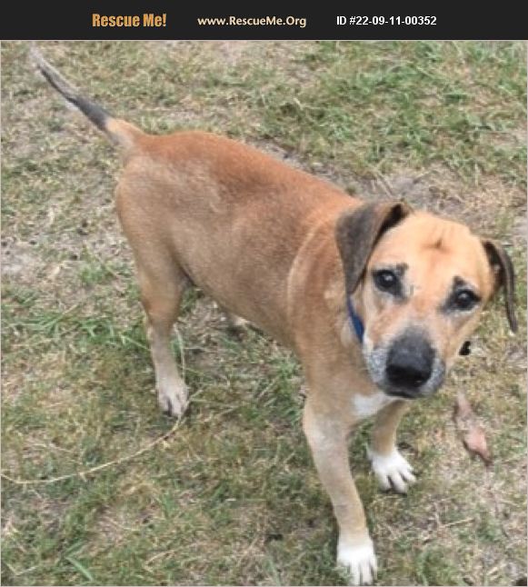 ADOPT 22091100352 ~ Black Mouth Cur Rescue ~ INVERNESS, FL