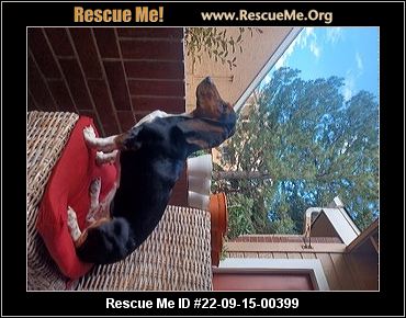 - Colorado Basset Hound Rescue - ADOPTIONS - Rescue Me!