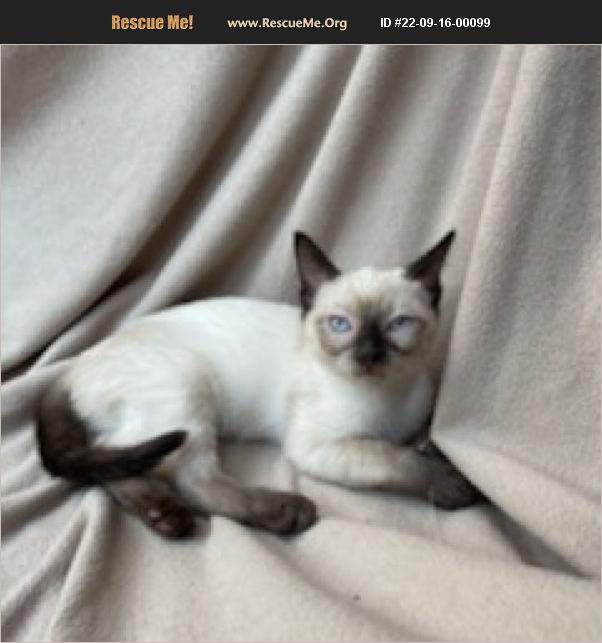 ADOPT 22091600099 ~ Siamese Rescue ~ Orange County, CA