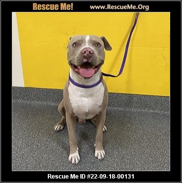 - California Pit Bull Rescue - ADOPTIONS - Rescue Me!