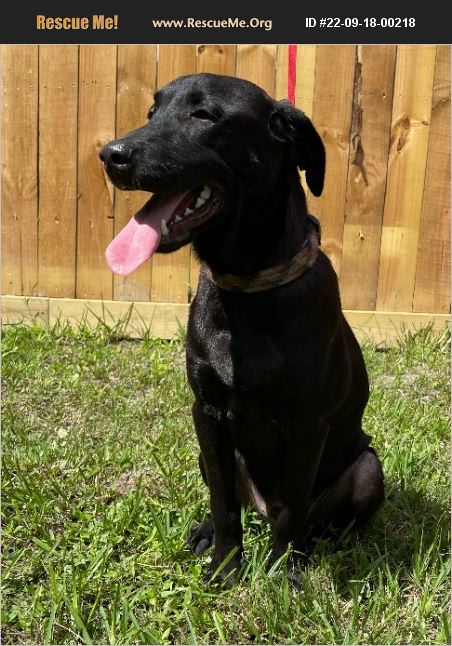 ADOPT 22091800218 ~ Lab Rescue ~ Muskego, WI