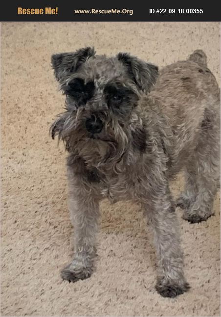 ADOPT 22091800355 ~ Schnauzer Rescue ~ Boise, ID