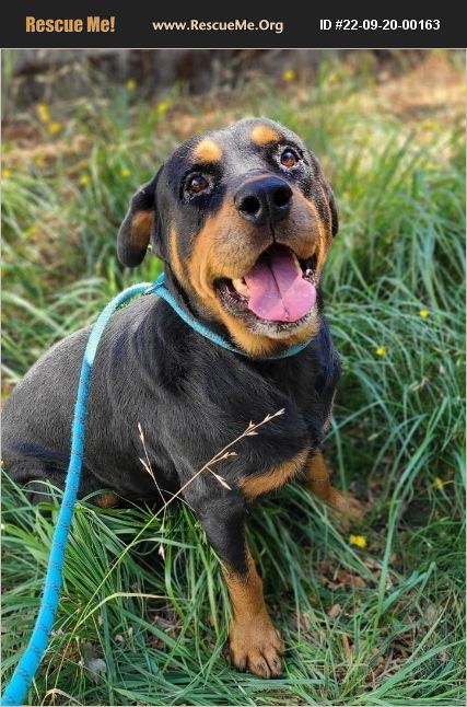 ADOPT 22092000163 ~ Rottweiler Rescue ~ Grants Pass, OR