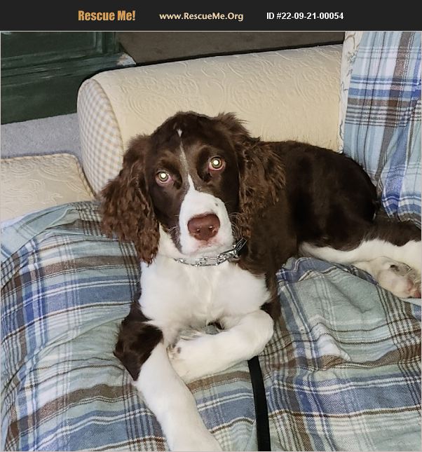 ADOPT 22092100054 ~ English Springer Spaniel Rescue ~ NAPERVILLE, IL