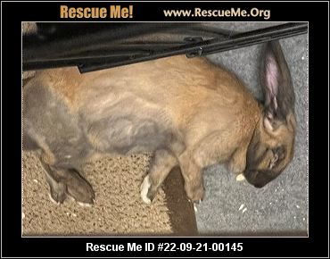 - Massachusetts Rabbit Rescue - ADOPTIONS - Rescue Me!