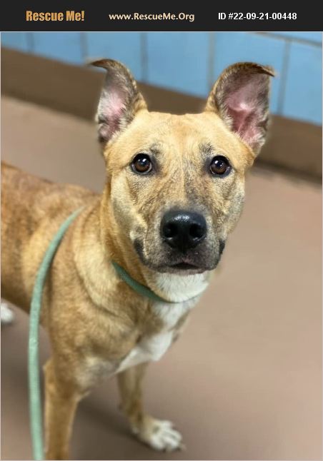 ADOPT 22092100448 ~ Lab Rescue ~ Chicago, IL