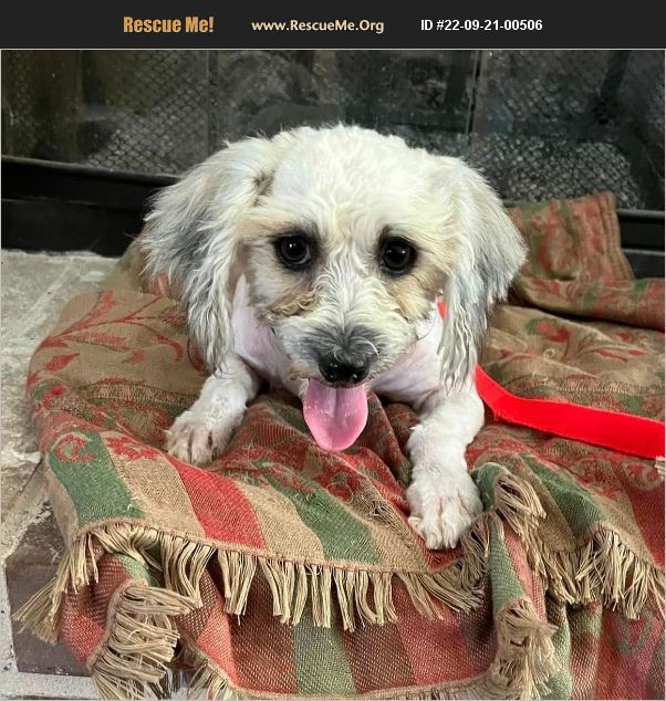 ADOPT 22092100506 ~ Maltese Rescue ~ Lorena, TX