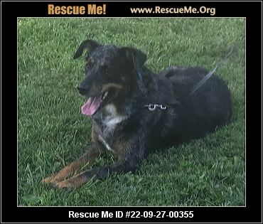 Missouri Rescue - Missouri Dog Rescue - ADOPTIONS - Rescue Me!