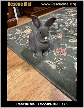 - Massachusetts Rabbit Rescue - ADOPTIONS - Rescue Me!