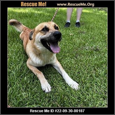 - Ohio German Shepherd Rescue - ADOPTIONS - Rescue Me!