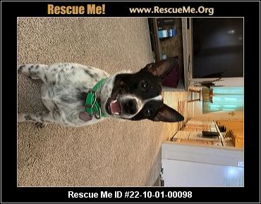 - Montana Dog Rescue - ADOPTIONS - Rescue Me!