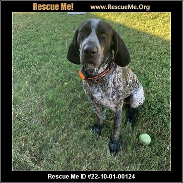 - Texas German Shorthaired Pointer Rescue - ADOPTIONS - Rescue Me!