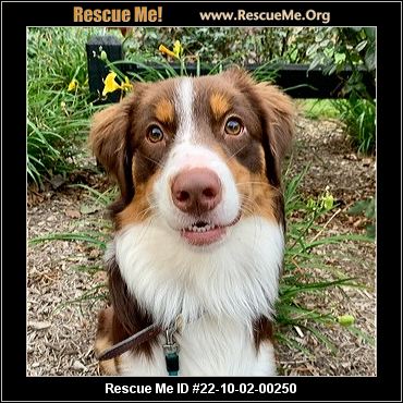 - Virginia Australian Shepherd Rescue - ADOPTIONS - Rescue Me!