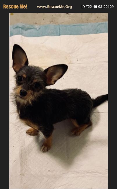 ADOPT 22100300109 ~ Chihuahua Rescue ~ Rustburg, VA