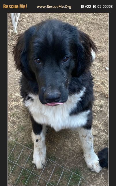 ADOPT 22100300368 ~ Newfoundland Rescue ~ Allyn, WA