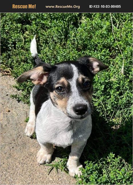 ADOPT 22100300405 ~ Jack Russell Rescue ~ New Haven County, CT