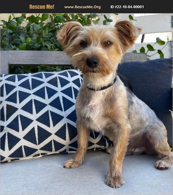 ADOPT 22100400001 ~ Yorkie Rescue ~ Riverside, CA