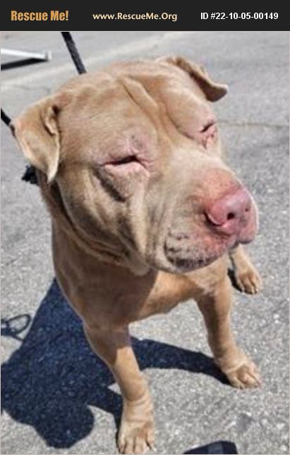 Shapi Animal ADOPT 22100500149 ~ Shar-Pei Rescue ~ Chatsworth, CA