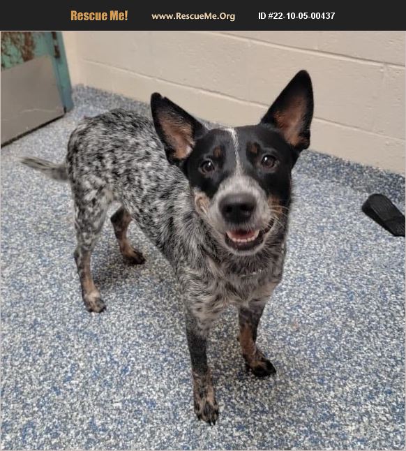 ADOPT 22100500437 ~ Australian Cattle Dog Rescue ~ Chatham, NJ