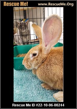 - Missouri Rabbit Rescue - ADOPTIONS - Rescue Me!