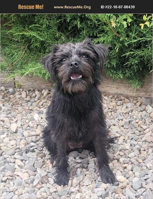 ADOPT 22100700439 ~ Affenpinscher Rescue ~ Albuquerque, NM