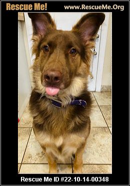 - Florida German Shepherd Rescue - ADOPTIONS - Rescue Me!