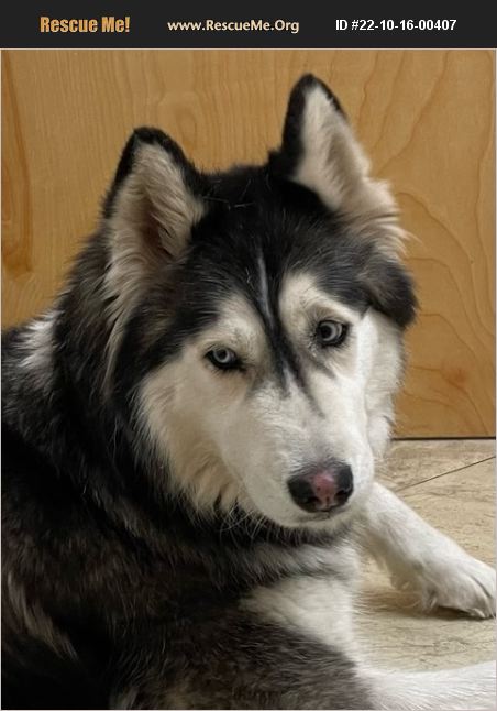 ADOPT 22101600407 ~ Alaskan Malamute Rescue ~ Montpelier, ID