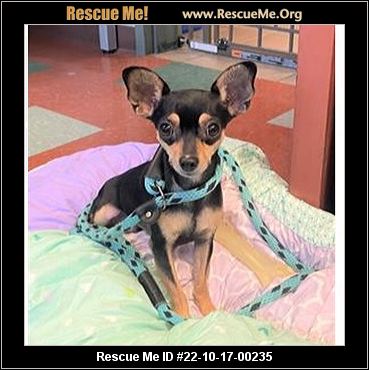 - Washington Miniature Pinscher Rescue - ADOPTIONS - Rescue Me!