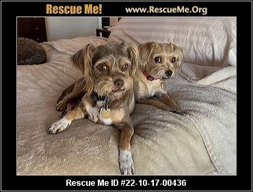 - Arizona Schnauzer Rescue - ADOPTIONS - Rescue Me!