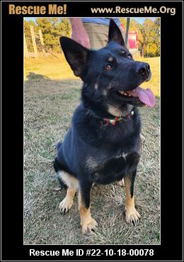 - Georgia German Shepherd Rescue - ADOPTIONS - Rescue Me!