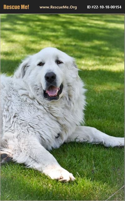 ADOPT 22101800154 ~ Great Pyrenees Rescue ~ Hagerman, ID