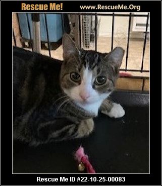 - New York Cat Rescue - ADOPTIONS - Rescue Me!