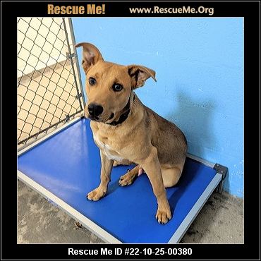 - Missouri Dog Rescue - ADOPTIONS - Rescue Me!