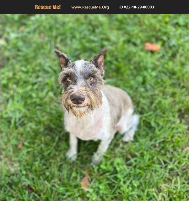 ADOPT 22102900083 ~ Schnauzer Rescue ~ Springfield, IL