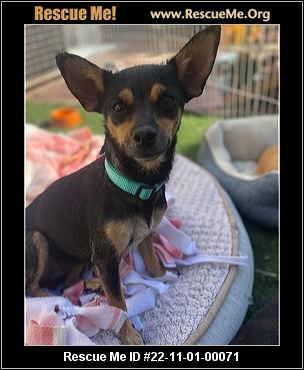 - California Chihuahua Rescue - ADOPTIONS - Rescue Me!