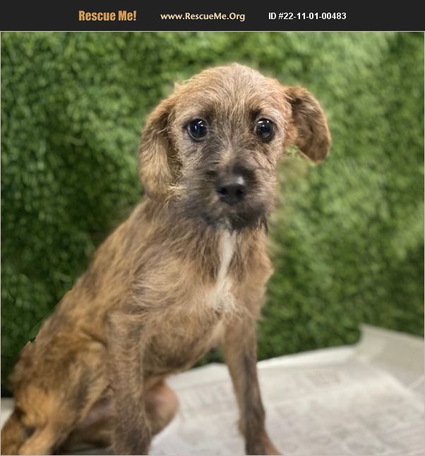 ADOPT 22110100483 ~ Border Terrier Rescue ~ Carlsbad, CA