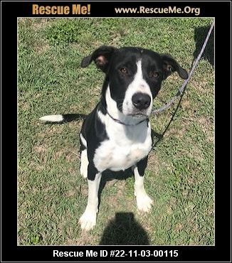 - Texas Border Collie Rescue - ADOPTIONS - Rescue Me!