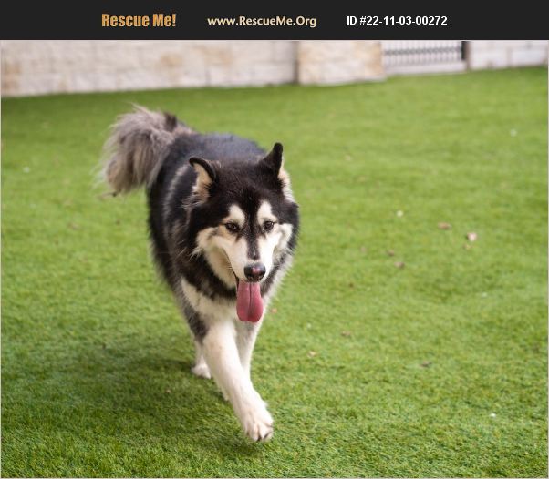 ADOPT 22110300272 ~ Alaskan Malamute Rescue ~ Mont Belvieu, TX