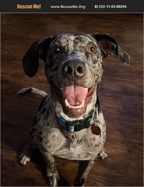 Wichita Rescue ADOPT 22110300294 ~ Catahoula Rescue ~ Wichita Falls, TX