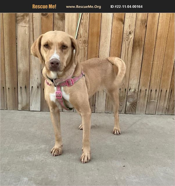 ADOPT 22110400164 ~ Lab Rescue ~ San Diego, CA