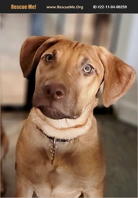 ADOPT 22110400259 ~ Rhodesian Ridgeback Rescue ~ Chandler, AZ