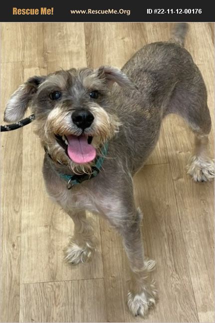 ADOPT 22111200176 ~ Schnauzer Rescue ~ Alpharetta, GA